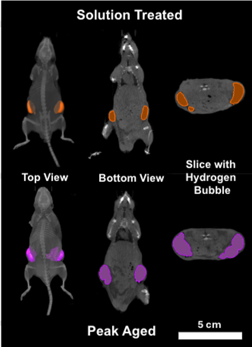 in-vivo-sreeni.png